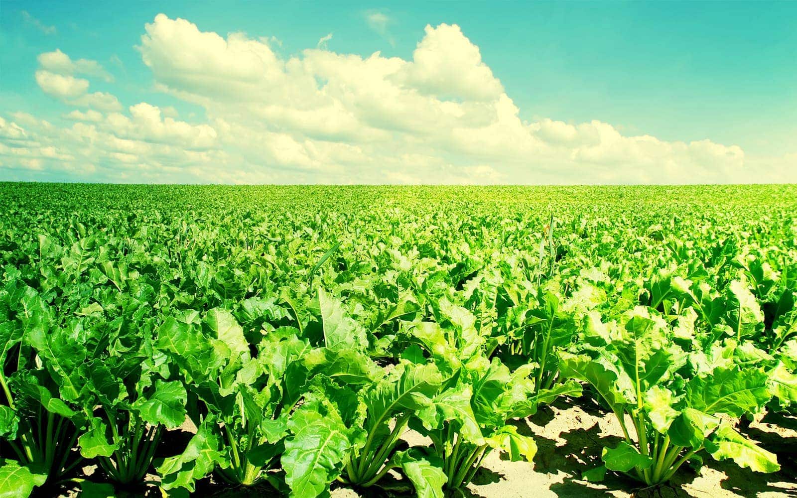 sugar-beet-crops-to-be-reduced-in-russia-fertilizer-daily