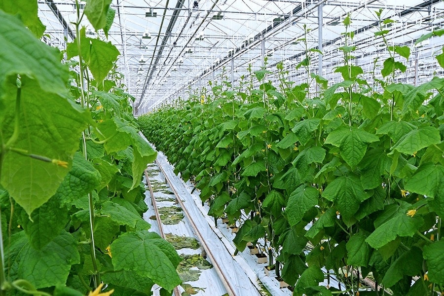 Greenhouse business to continue growing in Russia — Fertilizer Daily