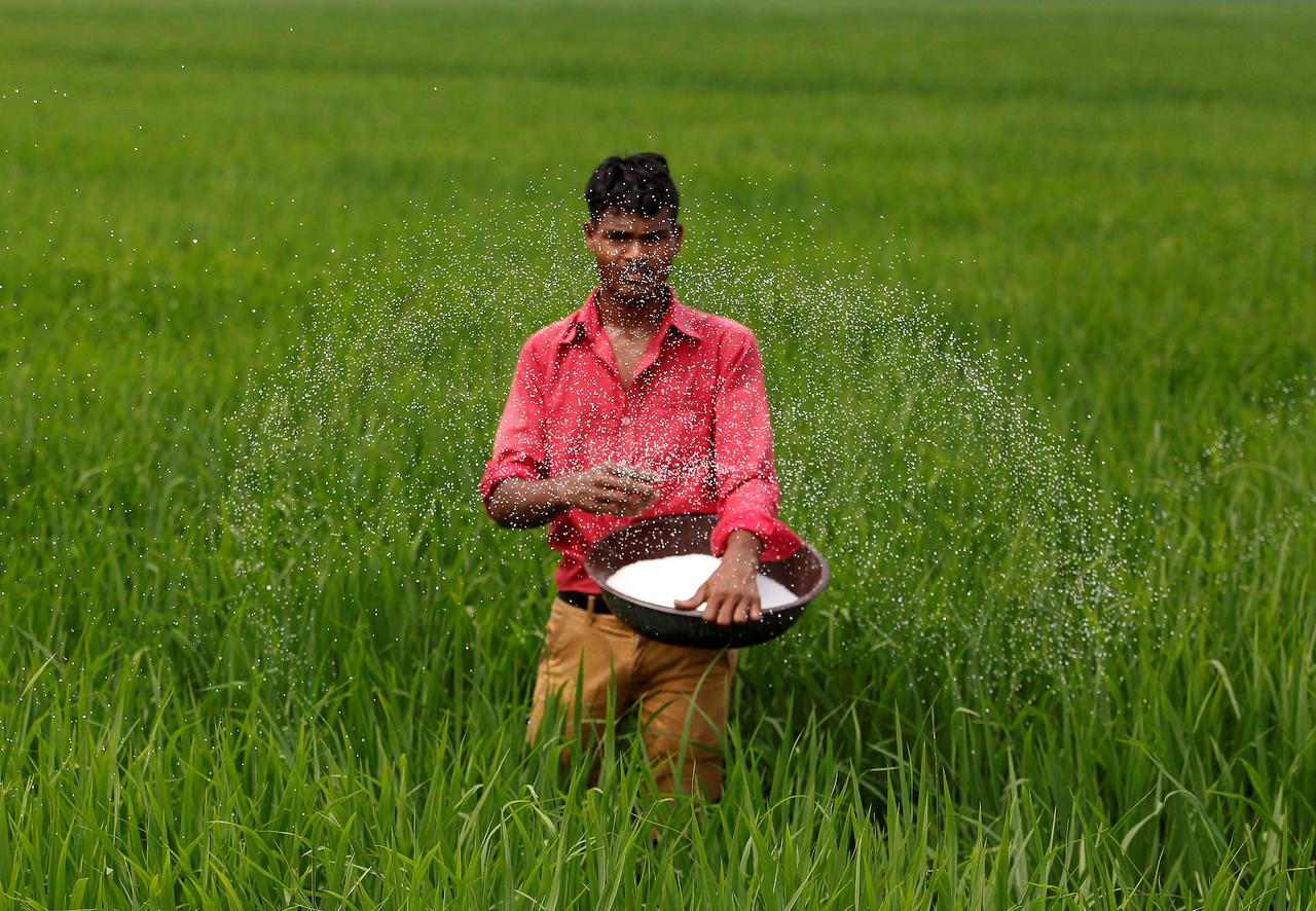 In the field предложения. Fertilizer in Pakistan. Pakistan as a Producer of Rice Wheat and Cotton. Farmers says photo. Fertilizer in Pakistan ICARDA Project.