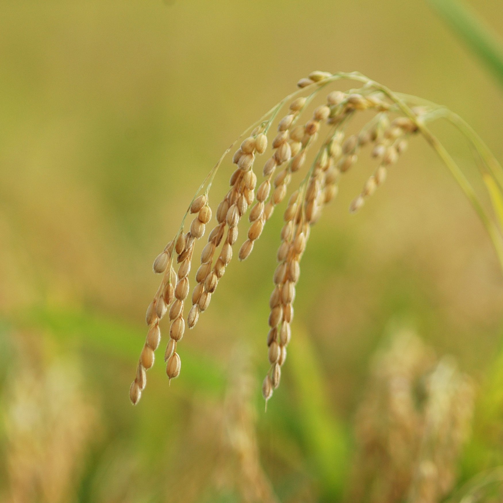 Сарацинское пшено. Рис (Oryza Sativa),. Просо Колос. Просо Камышинское. Рисовый колосок.