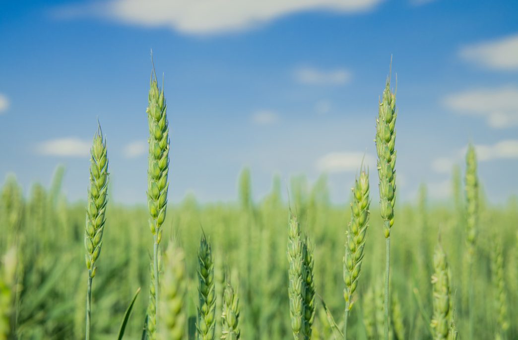green cereal wheat agriculture season begin nature idyllic wallpaper background advertising poster concept photography with clear blue sky unfocused scenic view and empty copy space for your text here