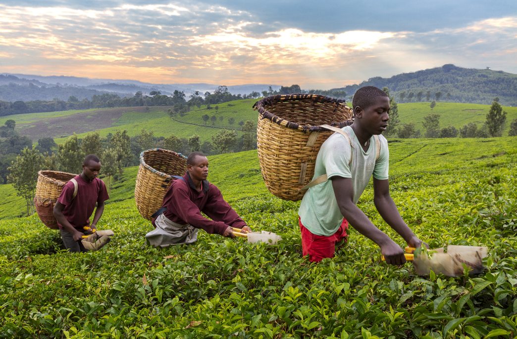 Kibale, Uganda - July 12, 2019: Local men pick tea leaves in Kibale, Uganda