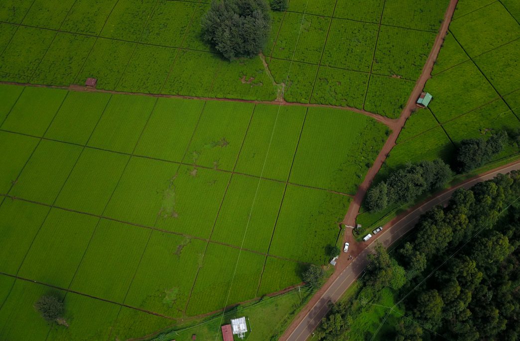 An aerial view of lush green fields of famed Kenyan tea plantation in Kericho.