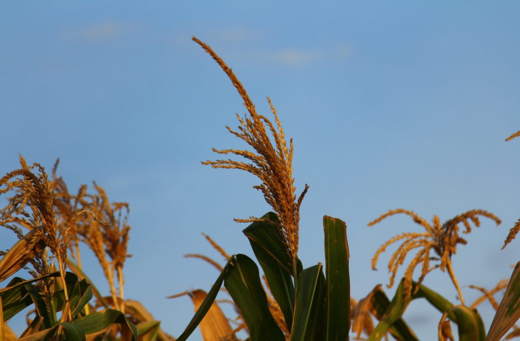 Corn stalk under blue sky.