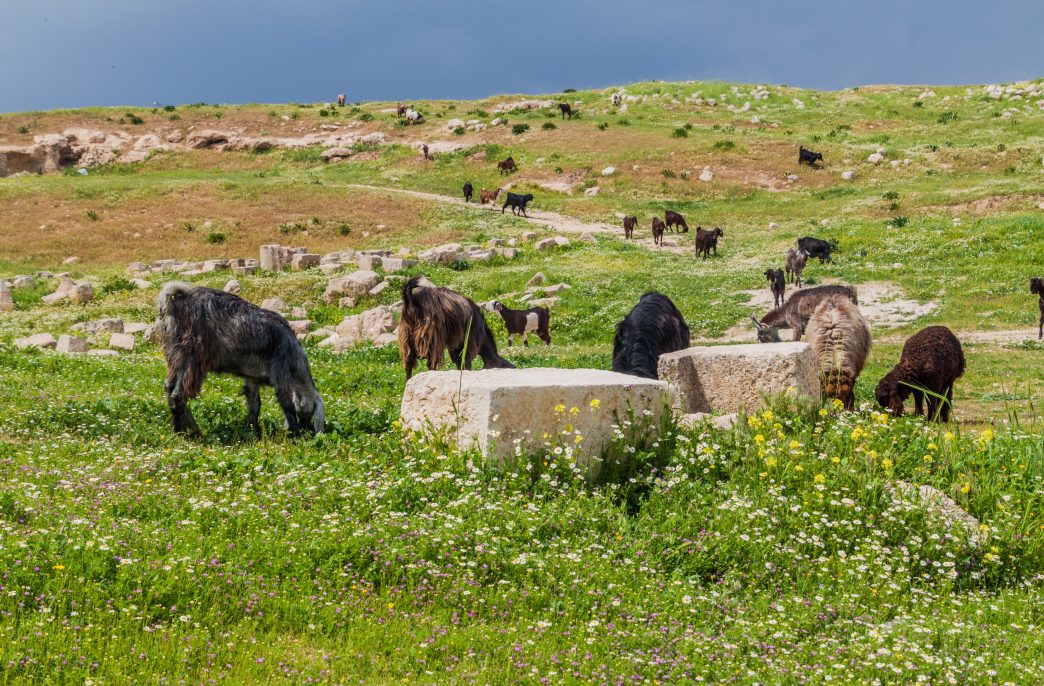 Herd of goats at the ruins of Jerash, Jordan