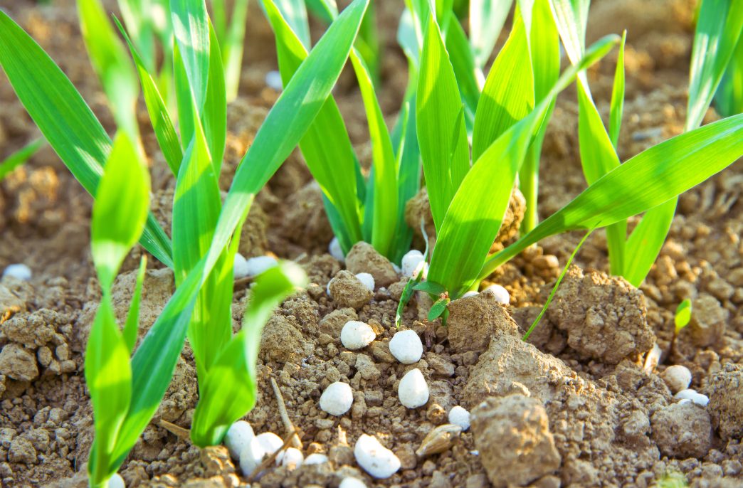 Fertilizer on a field in spring