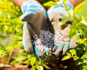 garden fertilizer on gardeners hand