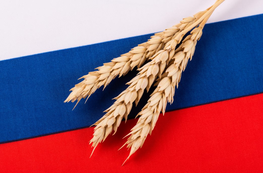 Three ripe ears of wheat against the background of a fragment of the flag of Russia