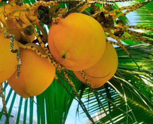 Tropical palm tree with yellow coconut against the blue sky. Travel to Sri Lanka. Wide photo.