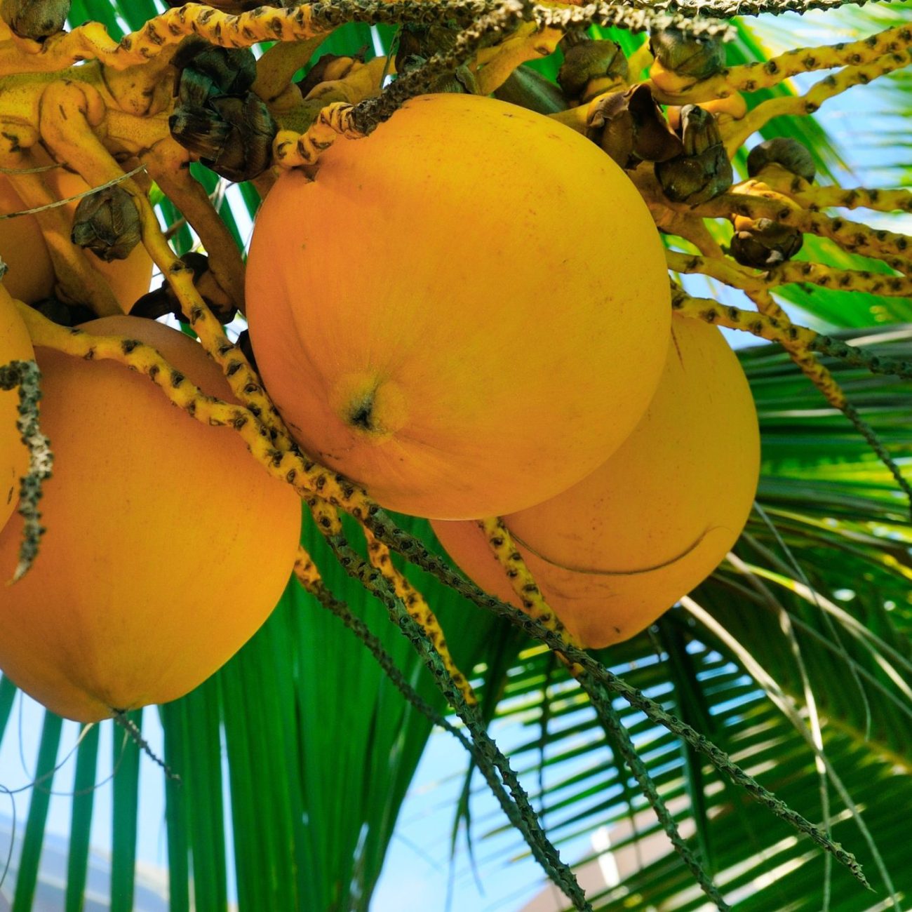Tropical palm tree with yellow coconut against the blue sky. Travel to Sri Lanka. Wide photo.