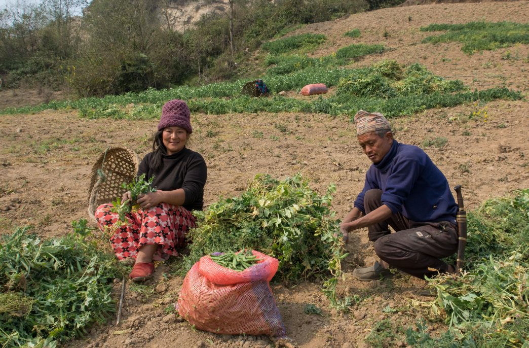 An old man and women are cooperating with each other to harvesting matures on the Green Peas at Dhankuta, Nepal
