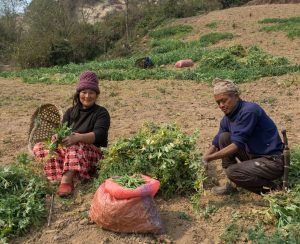 An old man and women are cooperating with each other to harvesting matures on the Green Peas at Dhankuta, Nepal