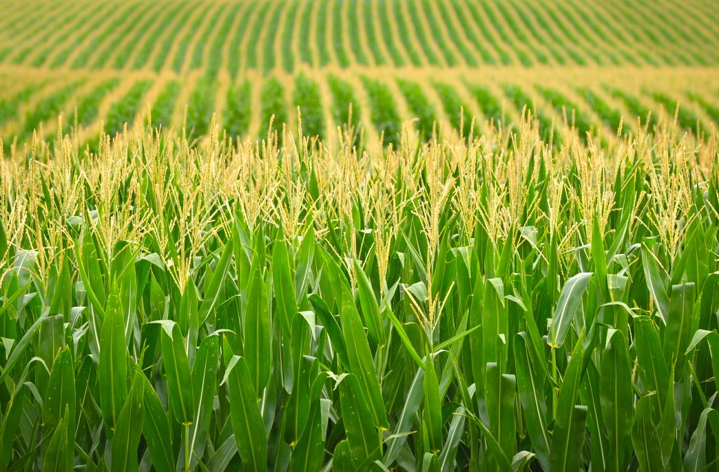 Cornfield with multiple rows of corn. Green and yellow