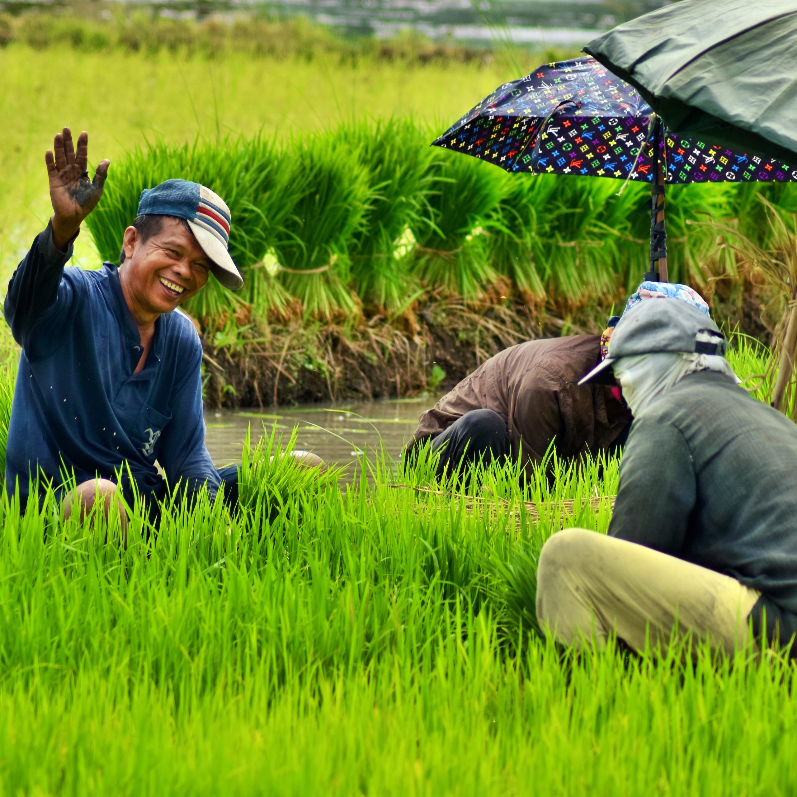 Farmers pulling rice seedlings to prepare for transplanting.