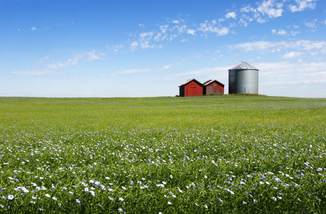 Flax field, Rapid City, Manitoba, Canada