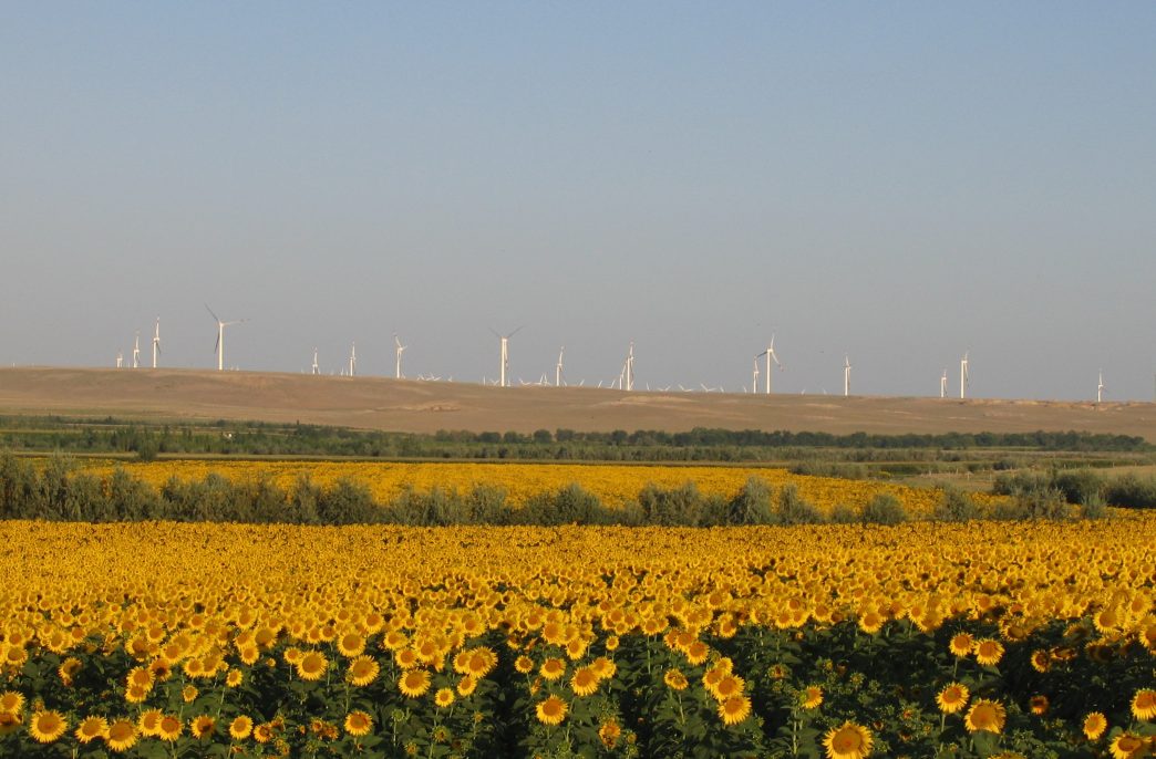 Sunflower field and wind turbines at Xinjiang Province.
The common sunflower (Helianthus annuus) is a large annual forb of the genus Helianthus. It is commonly grown as a crop for its edible oily seeds. Apart from cooking oil production, it is also used as livestock forage (as a meal or a silage plant), as bird food, in some industrial applications, and as an ornamental in domestic gardens. 
A wind turbine is a device that converts the kinetic energy of wind into electrical energy. Wind turbines are an increasingly important source of intermittent renewable energy, and are used in many countries to lower energy costs and reduce reliance on fossil fuels.