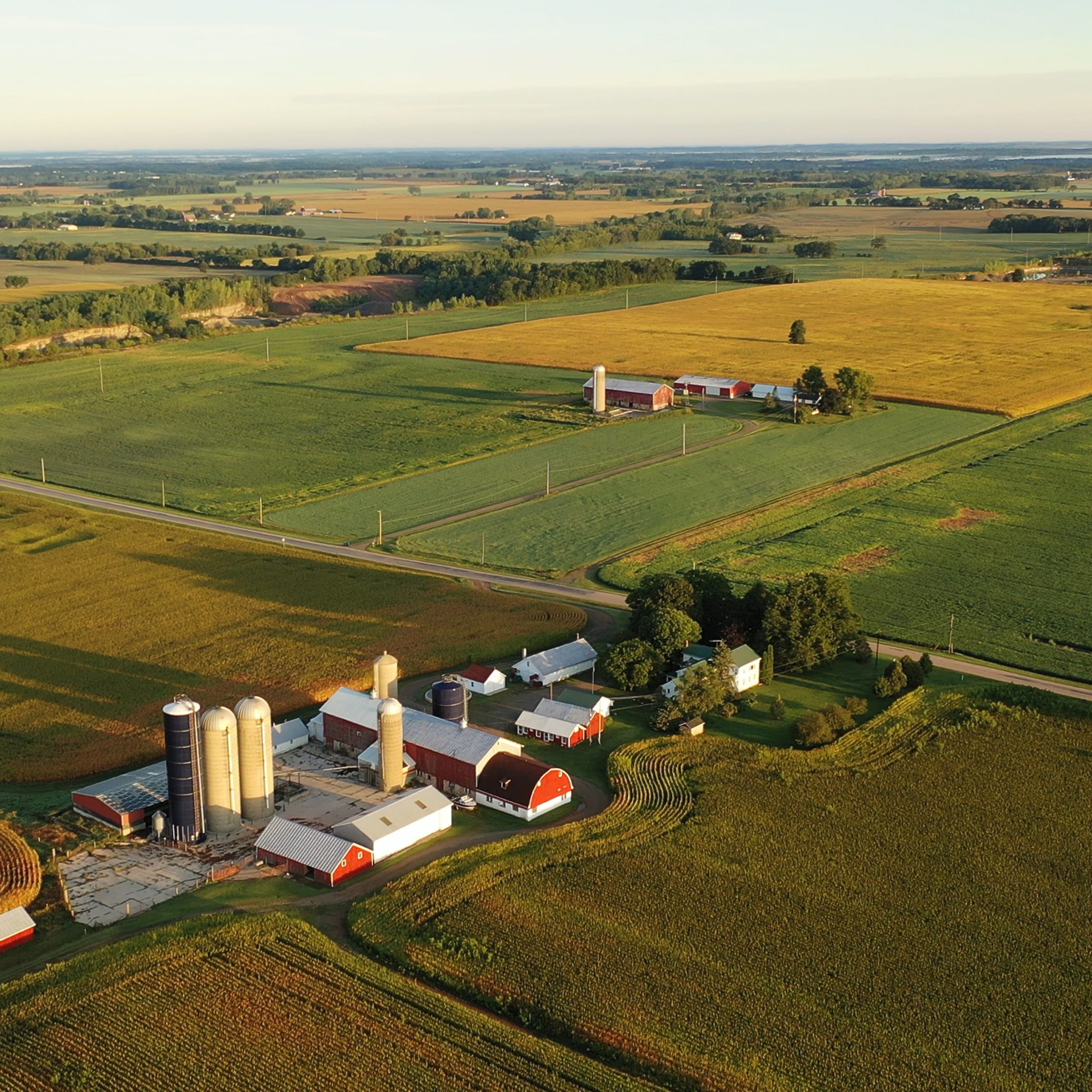 Aerial view of farm, red barns, corn field in September. Harvest season. Rural landscape, american countryside. Sunny morning