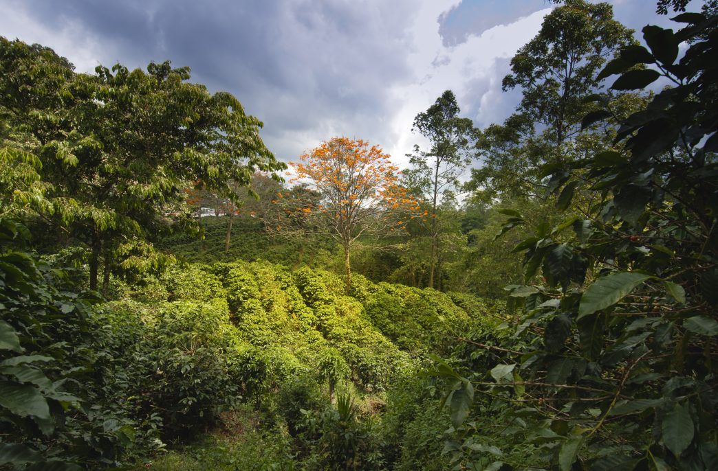 Coffee planatation in Naranjo region, Costa Rica
