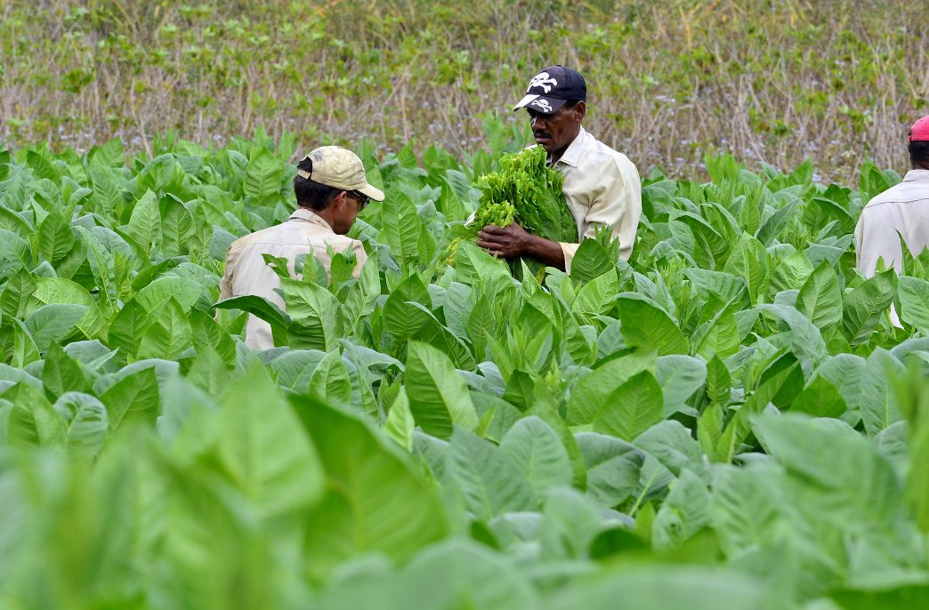 Valle de Vinales, CUBA - 17 February 2015: Unidentified Men working on Cuba tobacco plantation.Traditional techniques are still in use for agricultural production, particularly of tobacco.