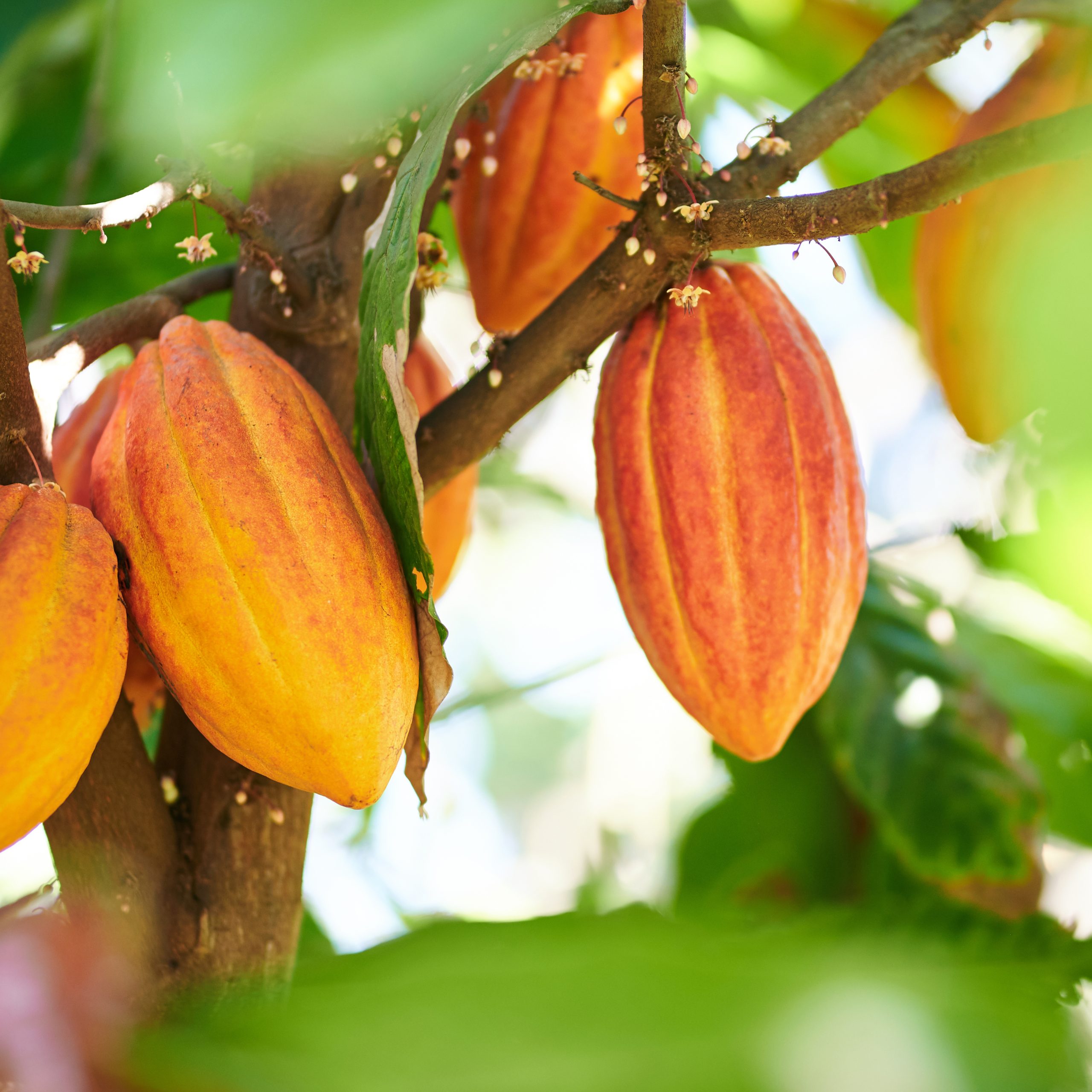 Cacao harvesting theme. Orange color cocoa pods hanging on tree in sunlight