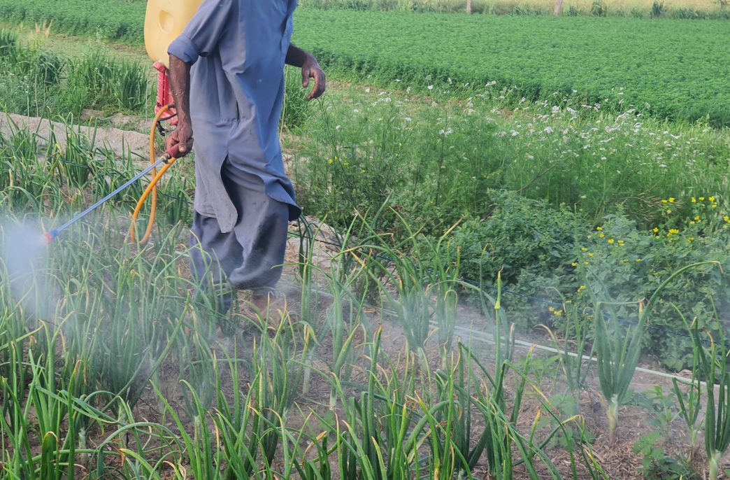 Farmer spraying on crops in field