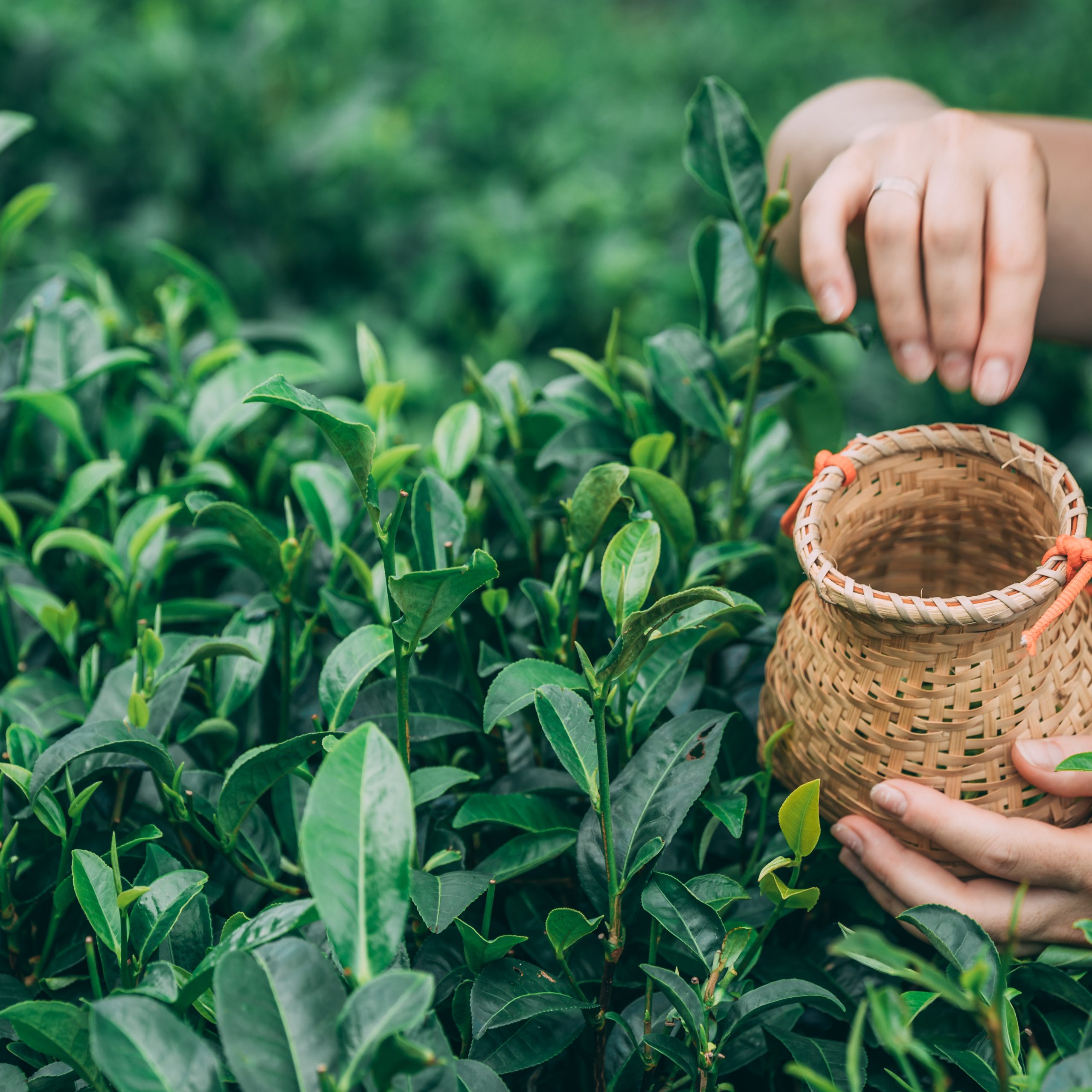 A selective focus shot of a female collecting tea leaves