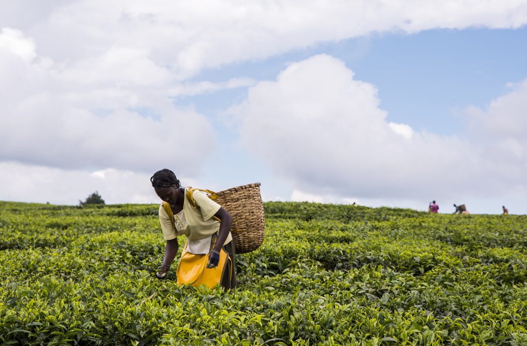 African woman harvesting high quality tender tea leaves and flushes by hand. Between Iten and Eldoret. Young African woman amongst tea bushes.Woven wicker basket on her back bending forward picking tea leaves in preparation for processing. Other pickers in distance. Labor intensive agriculture. Black tea.  Camellia sinensis