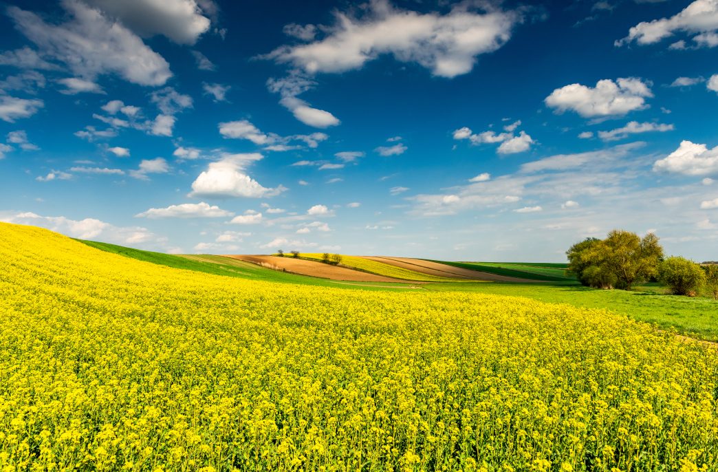 Beautiful Spring Season in Countryside. Canola Fields,Trees and Blue Sky.