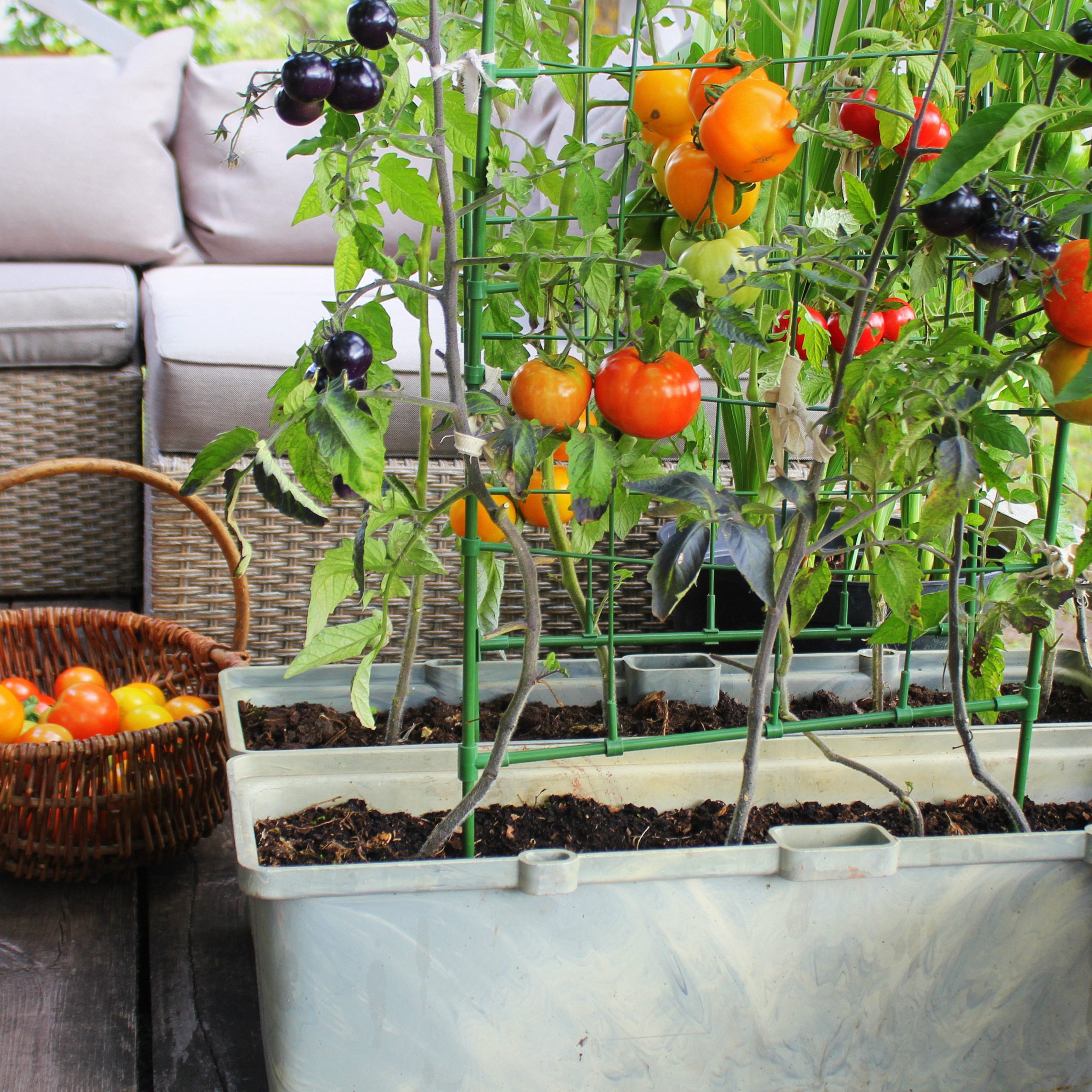 Container vegetables gardening. Vegetable garden on a terrace. Red, orange, yellow, black tomatoes growing in container .