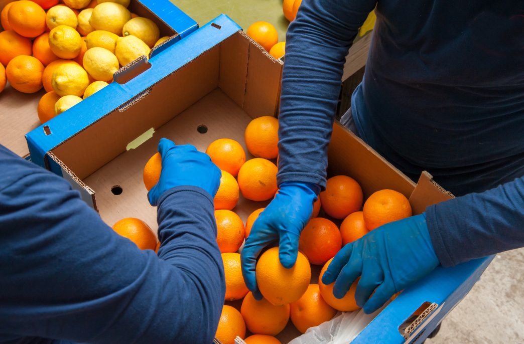 Farmers manually selecting and then putting just picked tarocco oranges into boxes
