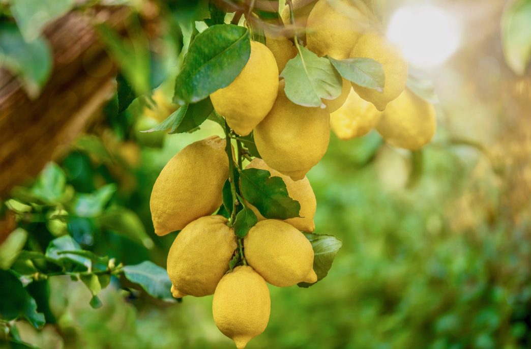 Focus on the lower lemons (Latin - Citrus limon) looking healthy and fresh, hanging from a tree in Italy on a summer day, with beautiful background light.