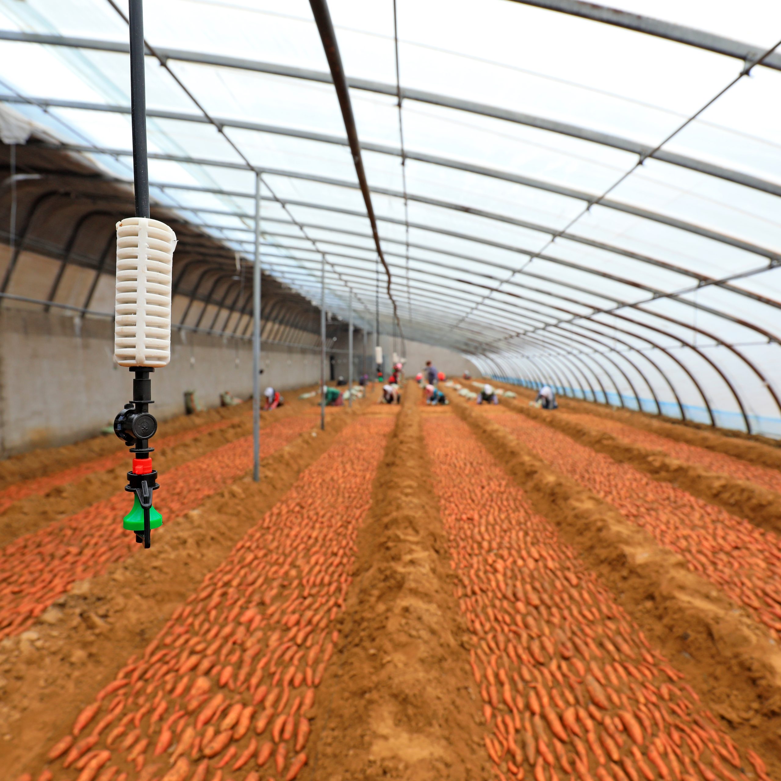 LUANNAN COUNTY, Hebei Province, China - February 23, 2021: Farmers put sweet potato seedling beds in greenhouses, North China