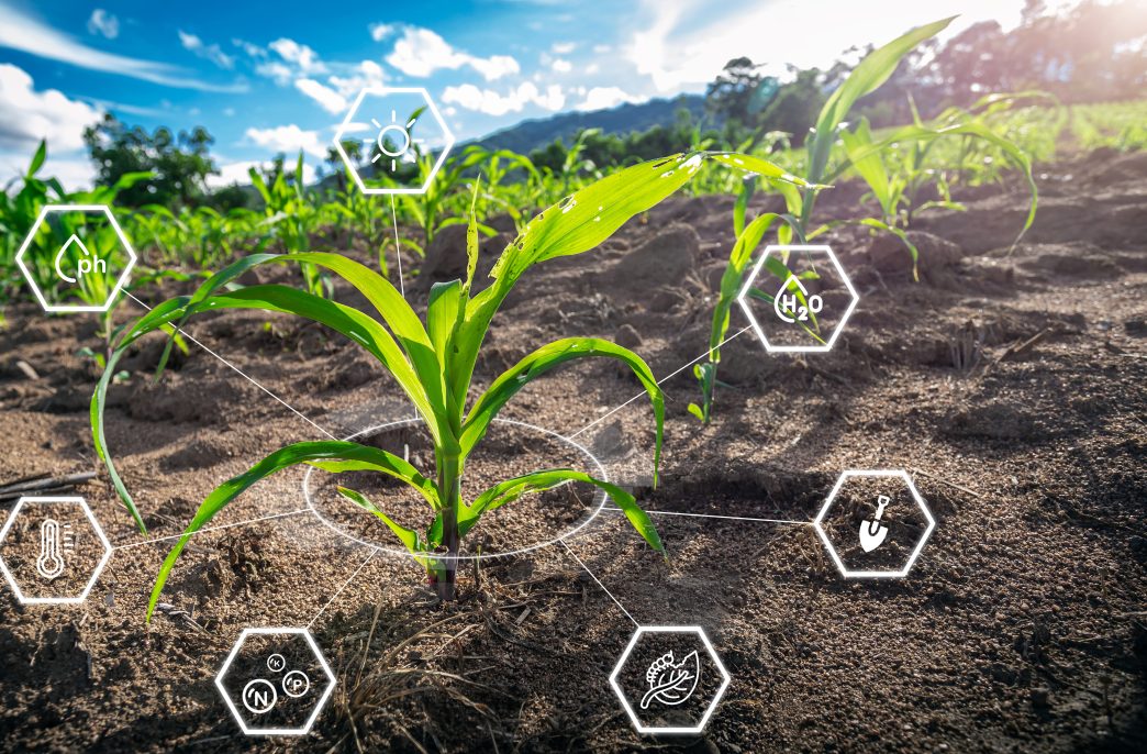 Maize seedling in cultivated agricultural field with graphic concepts modern agricultural technology, digital farm, smart farming innovation, improvements and development.