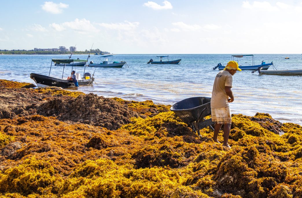 Playa del Carmen Mexico 05. August 2021 Workers cleaning the beach with wheelbarrow pitchfork Garden Rake Leaf Broom and a lot of very disgusting red seaweed sargazo at tropical Playa del Carmen Mexico.