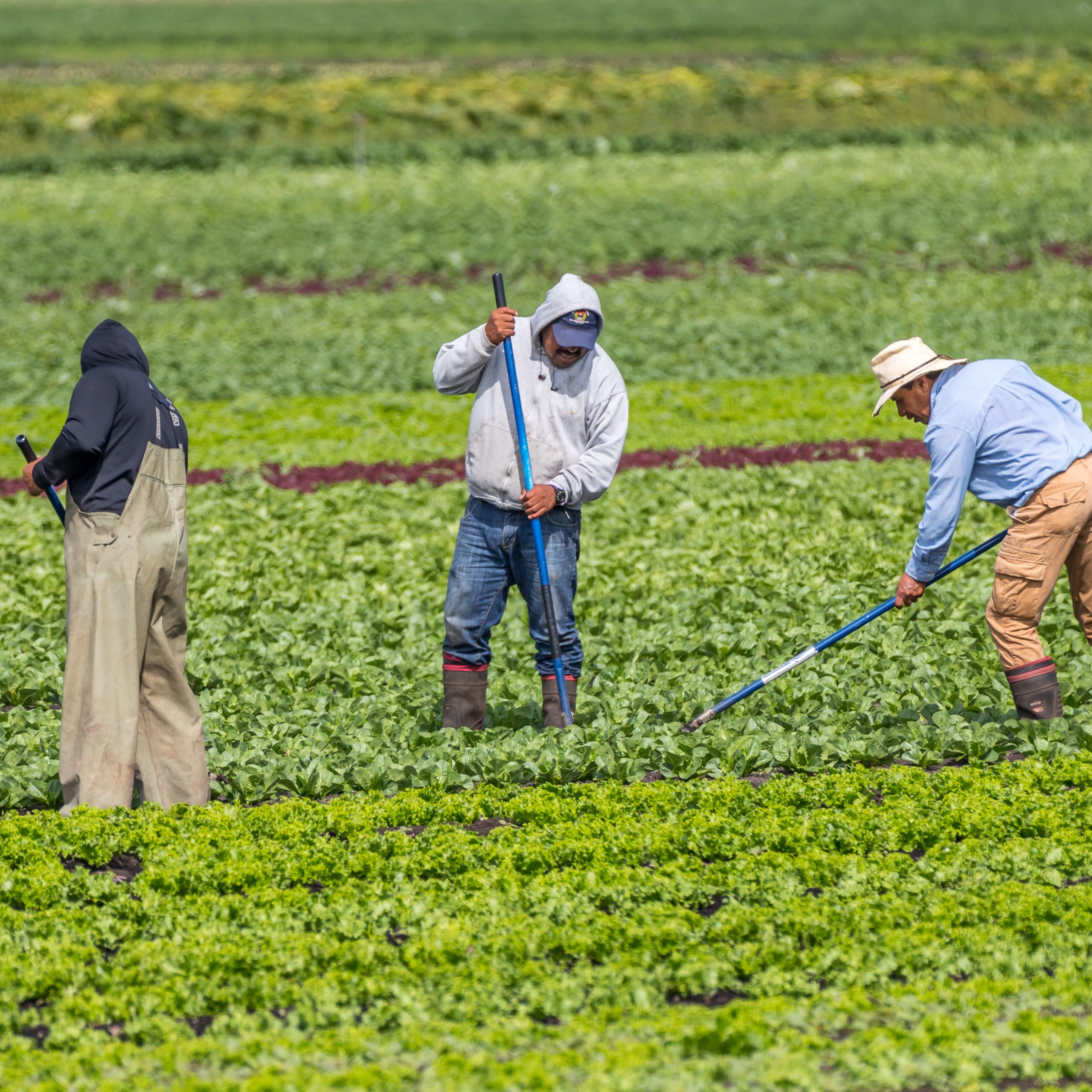 Victoria B.C. Canada-08/03/2020: Immigrant farm workers hoe weeds in a farm field of produce.