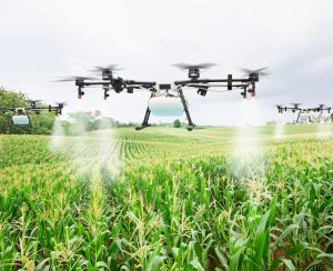 Agriculture drone fly to sprayed fertilizer on the sweet corn fields