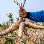 cassava in hand, tapioca in farmer hand in harvest season, cassava plantation land