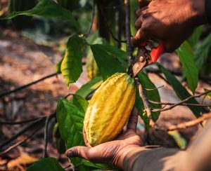 Close-up hands of a cocoa farmer use pruning shears to cut the cocoa pods or fruit ripe yellow cacao from the cacao tree. Harvest the agricultural cocoa business produces.