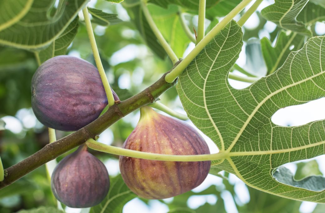 Ripe fig fruits on the tree. Closeup shot.