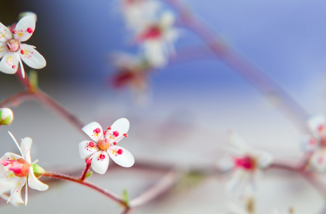 Sprig of saxiframes with flowers close up, soft selective focus, beautiful floral background.