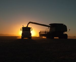 A combine,or harvester, silhouetted in the sunset, dumps soybeans into a semi tractor-trailer in a dusty soybean field