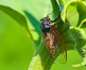 big cicada sitting on a green leaf