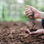 Farmer holding soil in hands close-up. Farmers' experts check soil conditions before planting seeds or seedlings. Business idea or ecology environmental concept