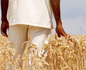 Farmer staying in the middle of his wheat field and touching his crop with his hand. Rear view.