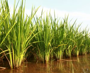 Green Super Rice Field in Pakistan