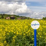 Canton Lucern, Switzerland - May 18. 2021: Blooming rape fields with Syngeta sign. Syngeta is  a large global Swiss chemicals company, specialized in marketing seeds and pesticides.