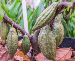 Fresh cocoa fruit at cacao tree