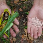 Human hand holding commercial chemical fertilizer pellets and kitchen waste fertilizer. Organic versus inorganic gardening concept.