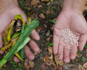 Human hand holding commercial chemical fertilizer pellets and kitchen waste fertilizer. Organic versus inorganic gardening concept.