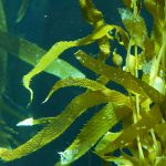 Light rays filter through a Giant Kelp forest. Macrocystis pyrifera. Diving, Aquarium and Marine concept. Underwater close up of swaying Seaweed leaves. Sunlight pierces vibrant exotic Ocean plants.